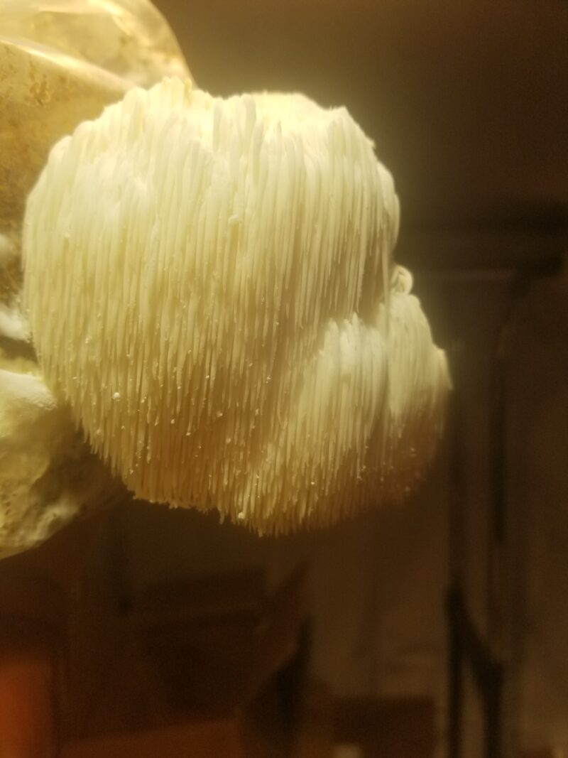 Lion's Mane - Grow Box - Mini Mushroom Farm - Image 3