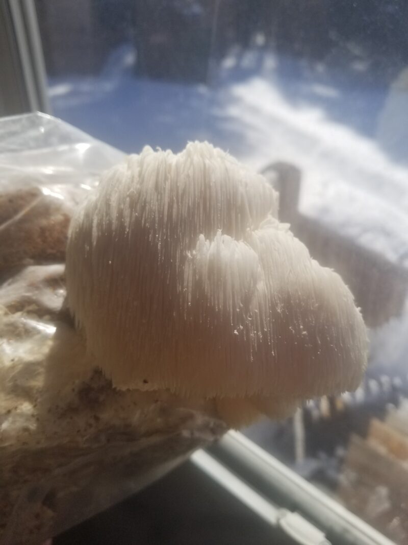 Lion's Mane - Grow Box - Mini Mushroom Farm - Image 4