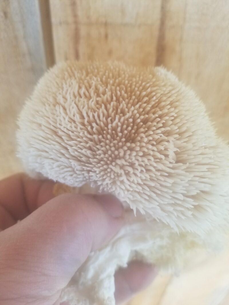 Lion's Mane - Grow Box - Mini Mushroom Farm - Image 2