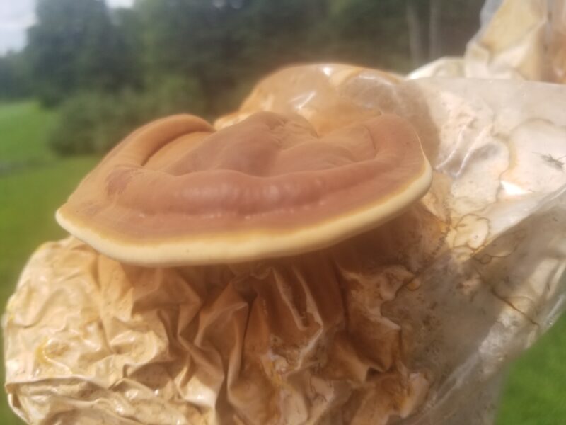 Reishi - Grow Box - Mini Mushroom Farm - Image 2