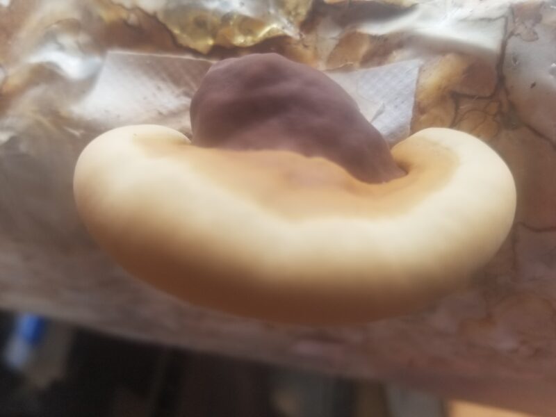 Reishi - Grow Box - Mini Mushroom Farm - Image 5