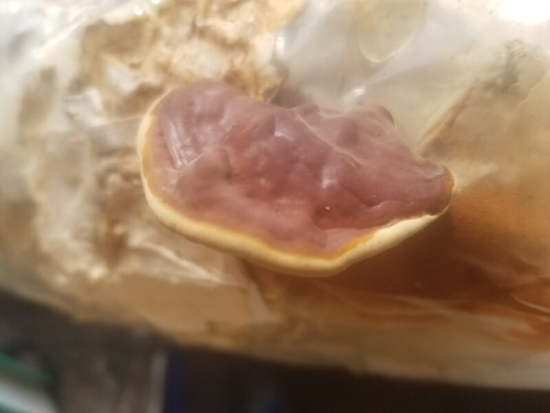 Reishi - Grow Box - Mini Mushroom Farm - Image 3