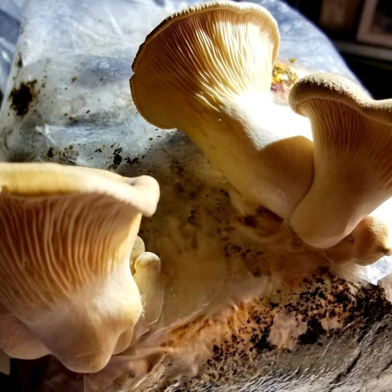 King Oyster - Grow Box - Mini Mushroom Farm - Image 2