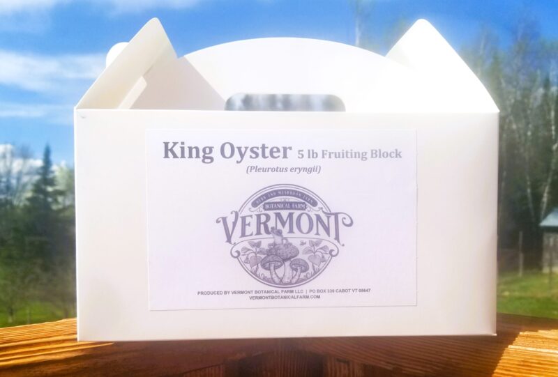 King Oyster - Grow Box - Mini Mushroom Farm
