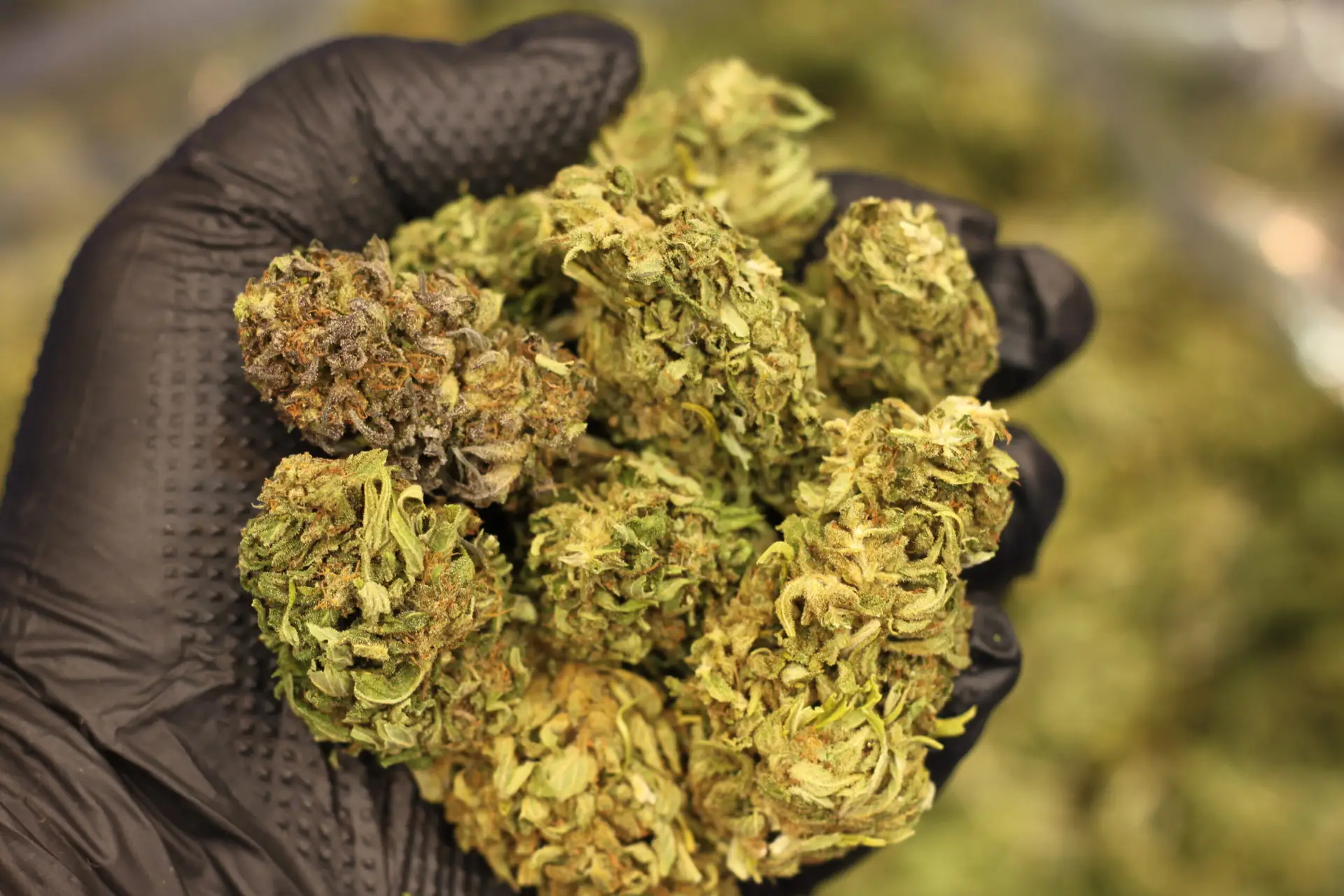 CBD hemp flower