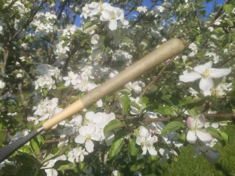 Mansfield CBD - King Cone Preroll - ( 1.25 Grams) - Image 6