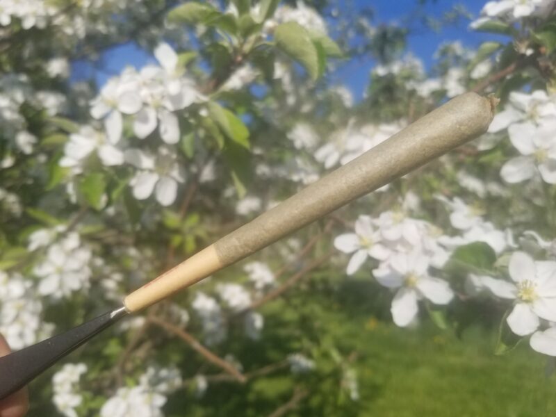 Tangie CBD - King Cone Preroll - (1.25 Grams) - Image 3