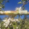 Tangie CBD - King Cone Preroll - (1.25 Grams) - Image 5