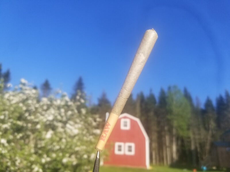 Suzy's Gift CBD - King Cone Preroll - (1.25 Grams) - Image 9
