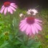 Purple Coneflower Seeds (Echinacea purpurea)