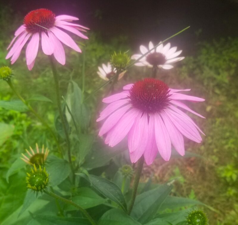 Purple Coneflower Seeds (Echinacea purpurea)