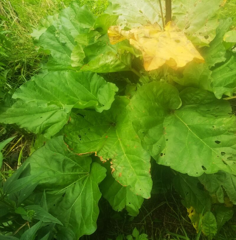 Heirloom Rhubarb Seeds