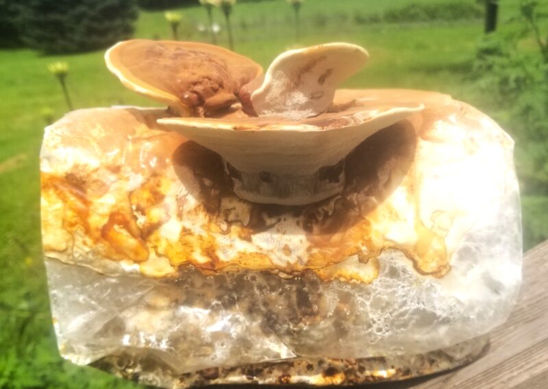 Reishi - Grow Box - Mini Mushroom Farm - Image 4