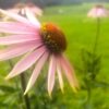 Purple Coneflower Seeds (Echinacea purpurea) - Image 2