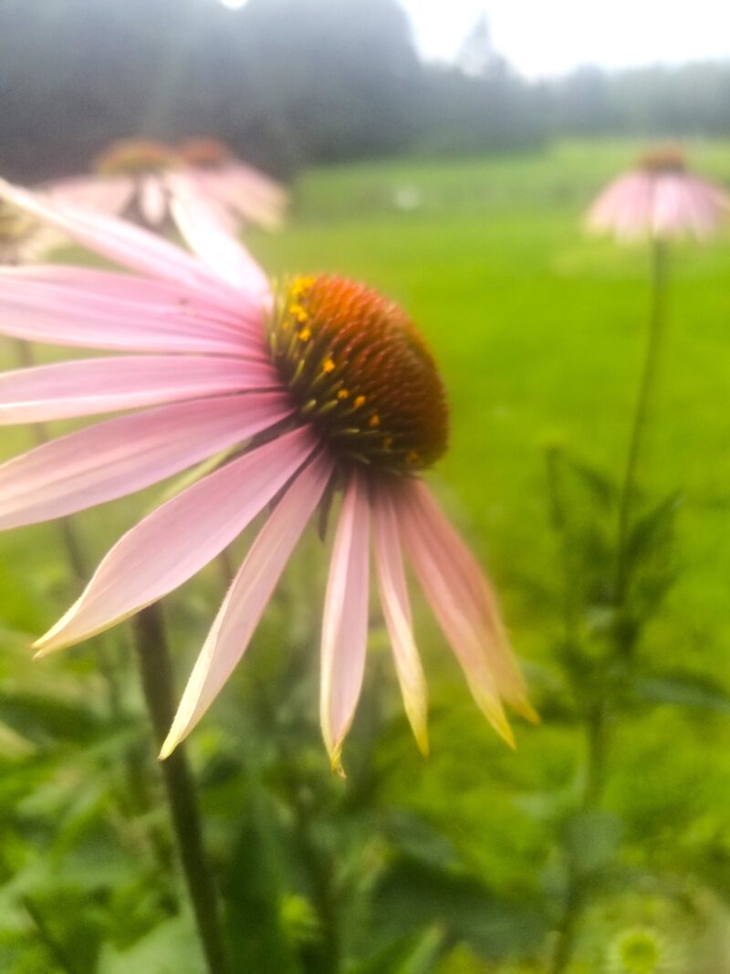 Purple Coneflower Seeds (Echinacea purpurea) - Image 2