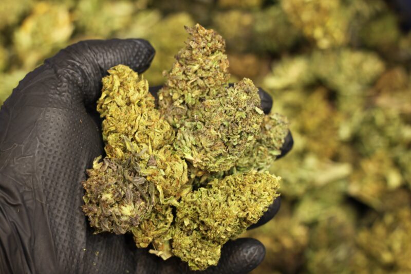 Tangie CBD - Machine Trimmed Flower - 15 lb. Increments - Bulk Wholesale